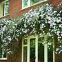 Clematis wit groenblijvend